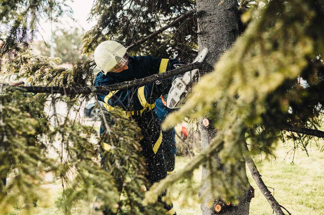 Tree Branch Trimming